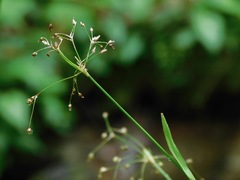 Luzula acuminata carolinae