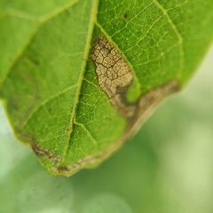Stigmella longisacca