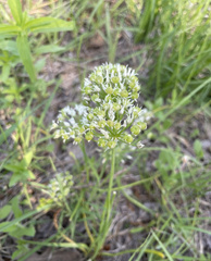 Allium fraseri