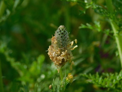 Plantago lagopus