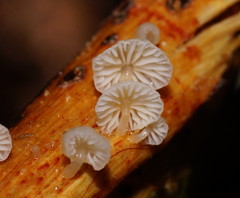 Marasmiellus affixus