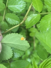 Phragmidium rosae-multiflorae