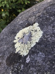 Flavoparmelia haysomii