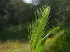 Hordeum murinum glaucum