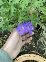 Geranium himalayense