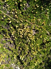 Baccharis caespitosa