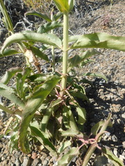 Penstemon reidmoranii