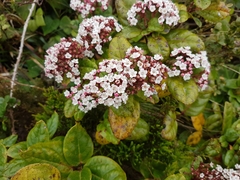 Viburnum treleasei
