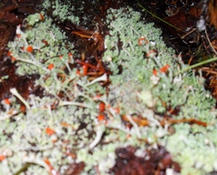 Cladonia transcendens