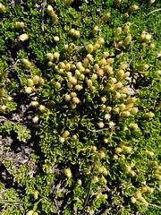 Baccharis caespitosa