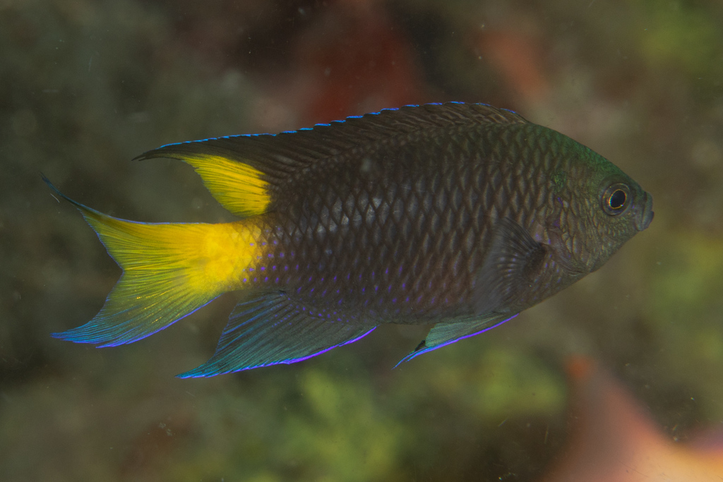 Violet Damsel