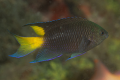 Neopomacentrus violascens
