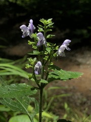 Scutellaria ovata