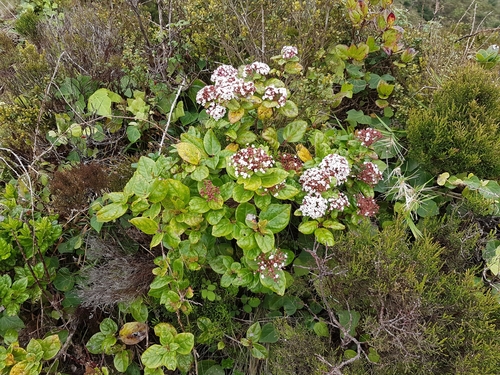 Azorean Laurustinus