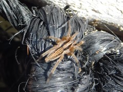 Prochora lycosiformis