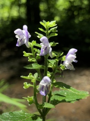 Scutellaria ovata