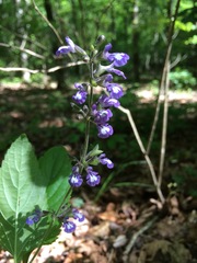 Salvia urticifolia