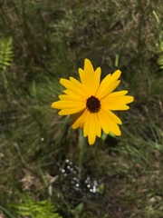 Coreopsis falcata