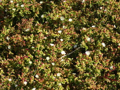 Mesembryanthemum aitonis