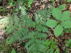 Gymnocarpium dryopteris