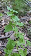 Hesperocnide tenella