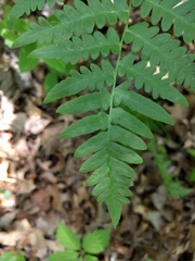 Gymnocarpium dryopteris