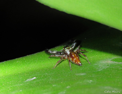 Lurio conspicuus