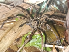 Heteropoda boiei