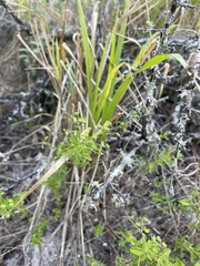 Trichostema dichotomum image