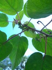 Urera caracasana