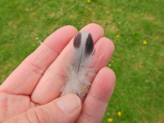Columba livia domestica