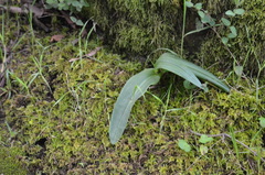 Platanthera elongata