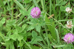 Trifolium pratense image