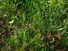 Polygonum equisetiforme