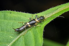 Pygidicranidae