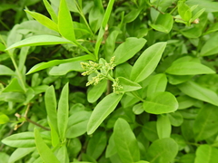 Ligustrum vulgare