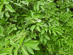Sambucus nigra
