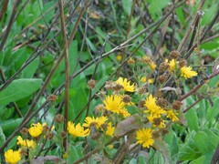 Heterotheca subaxillaris