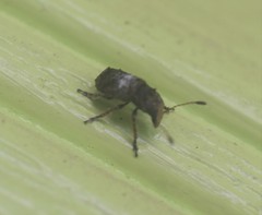 Toxonotus