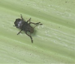 Toxonotus