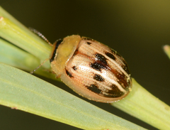 Peltoschema perplexum