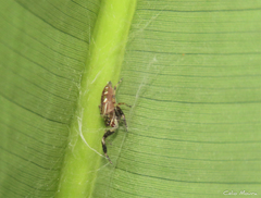 Lurio conspicuus