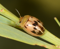 Peltoschema perplexum