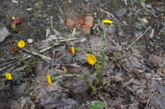 Tussilago farfara