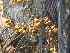 Solanum elaeagnifolium