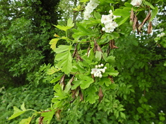 Crataegus monogyna