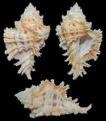 Pterynotus martinetanus