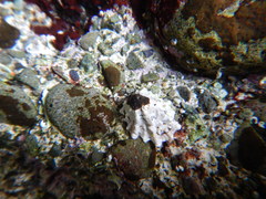 Patelloida corticata