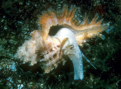 Pterynotus martinetanus