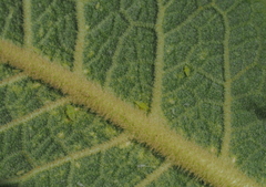 Micantulina stigmatipennis